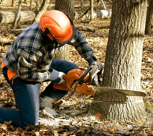 Tree Removal in Slick, OK
